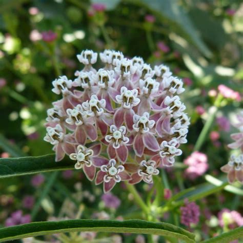 Narrowleaf Milkweed (Seeds) – Sparrowhawk Native Plants