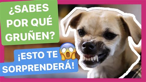 Por Qué Tu Perro Gruñe Al Quitarle Cosas Y Qué Hacer Tras Tucada