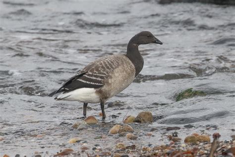 Brent Goose Prestwick Beach Dougie Edmond Flickr