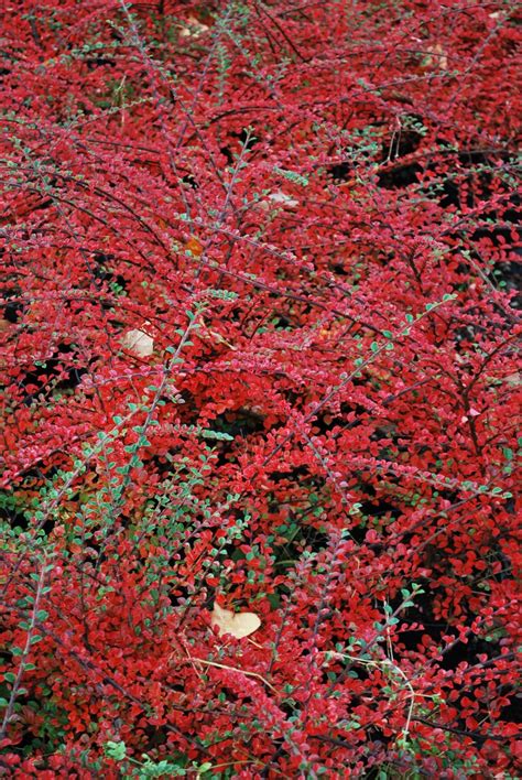 Cotoneaster Horizontalis Shrubs For Sale Uk Letsgoplanting Co Uk