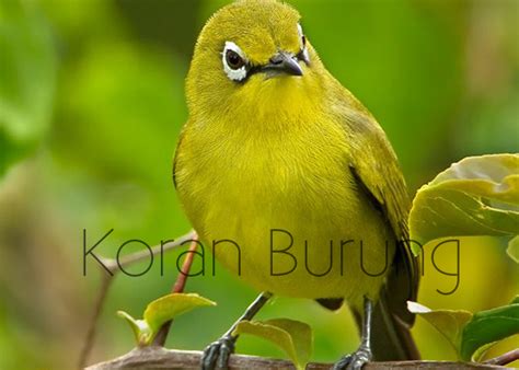 Cara Perawatan Burung Pleci Agar Cepat Gacor Dan Ngalas