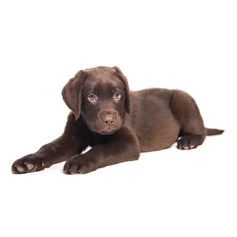 Registered Chocolate Lab Puppies for Sale | TrustedPuppies.com