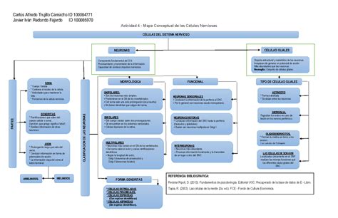 R Actividad 4 Mapa Conceptual Células del sistema nervioso Actividad