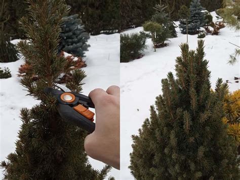 How To Trim Dwarf Alberta Spruce? – World of Garden Plants