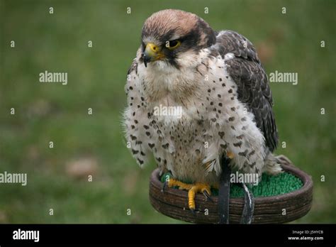 Animal Bird Animals Birds Falcon Raptor Birds Of Prey Feathering