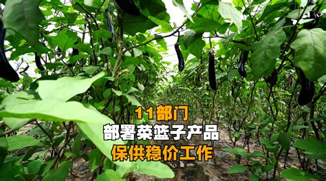 11部门部署菜篮子产品保供稳价工作 手机新浪网