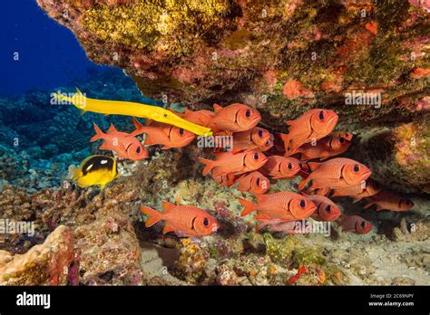 Hawaiian Reef Fish Incuding A Yellow Trumpetfish Aulostomus Chinensis