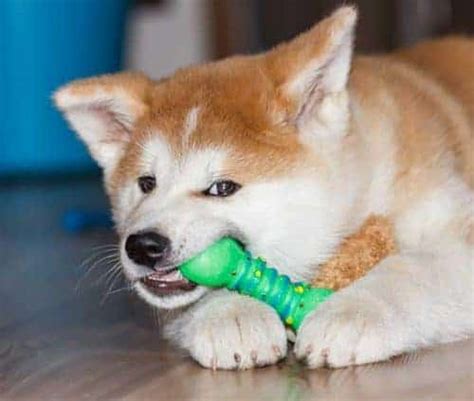 Benebone vs. Nylabone, What Is The Difference? (Dog Owner's Guide ...