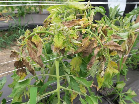 tomato spotted wilt  tomato