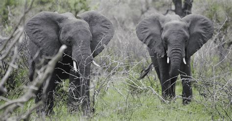 Exploring the Kruger National Park on a Self-Drive Safari