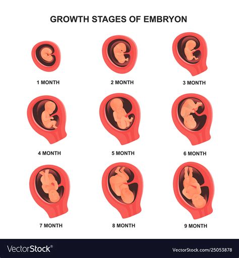 Embryo Growth Stage Set With Names Medical Poster Vector Image