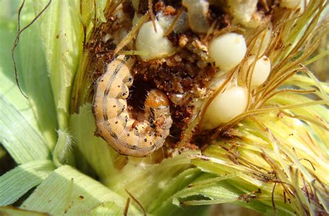 Corn Earworm Eggs