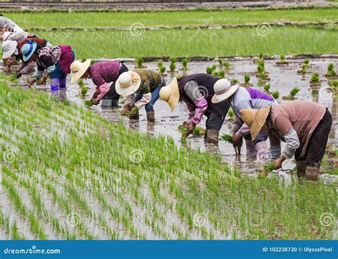 Cultivo Del Arroz Xizhou Yunnan Imagen Editorial Imagen De Rural