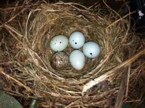 Purple finch nest | Monona, Finch, Purple