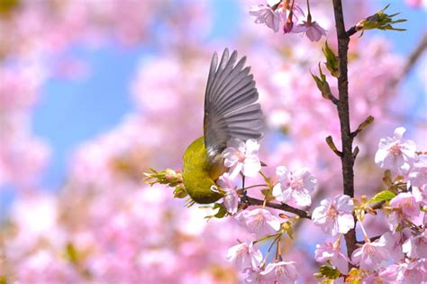 山田池公園 春の野鳥アミジャカンさん αcafe αの写真投稿サイト ｜ ソニー