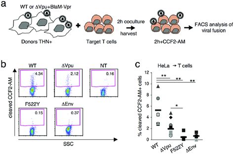 Tetherin Reduces Fusion After Viral Transfer To Target Cells A