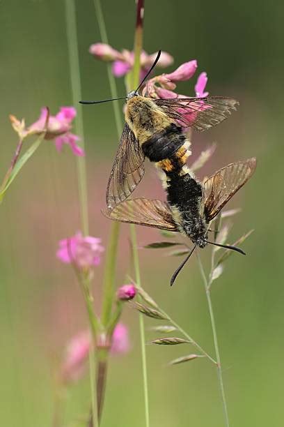 Hummingbird Bee Moth Stock Photos, Pictures & Royalty-Free Images - iStock