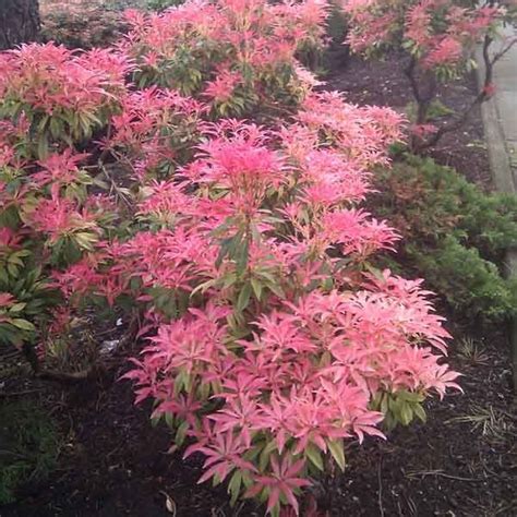 Andromède du Japon Piéris Pieris japonica Arbuste Arbustes à