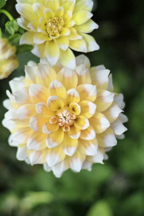 53 Different Types Of Dahlias For Your Garden Dahlia How To Grow