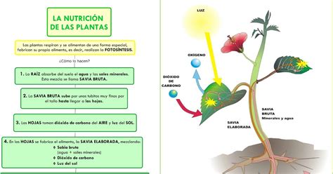 LA NUTRICIÓN DE LAS PLANTAS