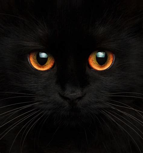 Premium Photo Cute Muzzle Of A Black Cat With Red Eyes Closeup