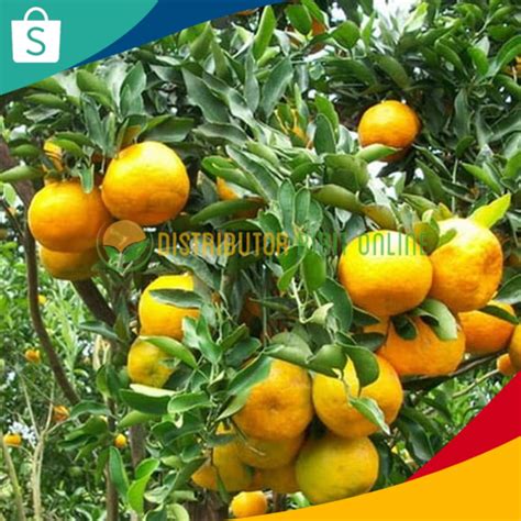 Jual Bibit Tanaman Jeruk Siam Pontianak Siap Berbuah Shopee Indonesia