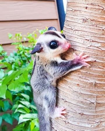 20+ Sugar Glider Colors and Patterns Explained (With Pictures)