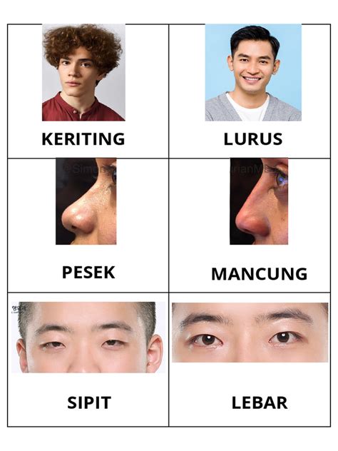 flashcard ciri ciri fisik