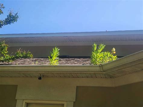 Gutter Cleaning Near Me Conway SC - Bird Dog Power Wash and Roof Cleaning
