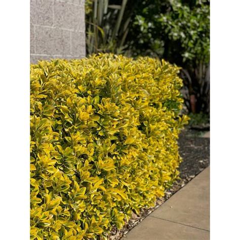 Golden Euonymus Euonymus Japonicus Ovatus Aureus Quart 53 OFF