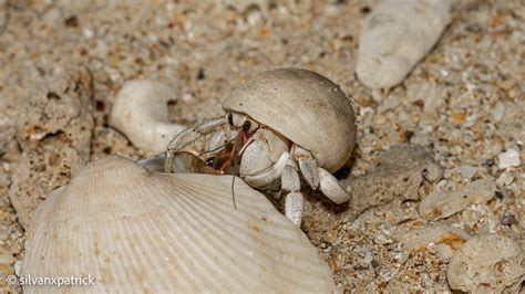 Tawny Hermit Crab Silvan Graf Flickr