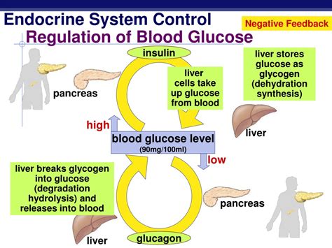 Ppt Endocrine System Hormones And Homeostasis Powerpoint Presentation