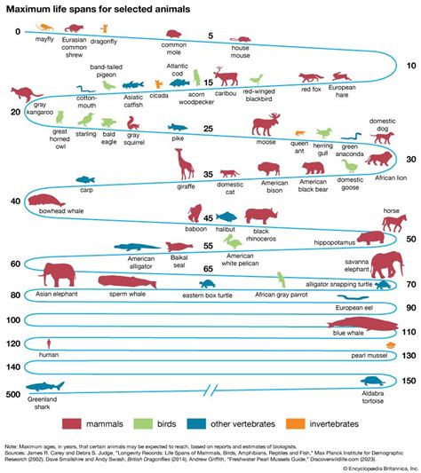 Life Span Definition Measurement And Facts Britannica