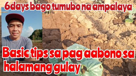 LarvetTV88 6 Days Bago Tumubo Ang Ampalaya Mga Basic Tips Sa Pag