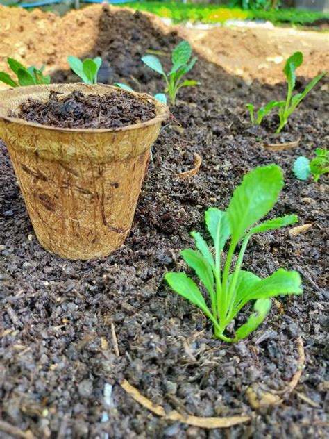 Biodegradable seed starter pots – Biodegradable and Compostable Pots