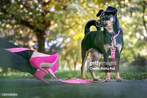 Dog Leash Woman Heels Photos And Premium High Res Pictures Getty Images