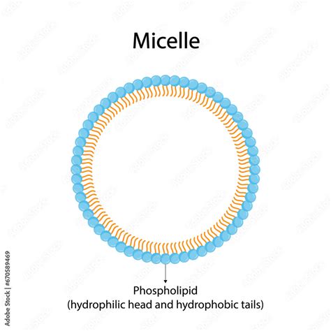 micelle structure soap molecule micelle formation vector