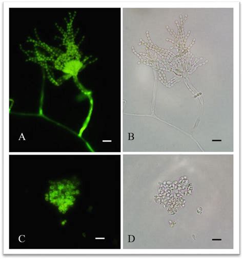 Penicillium Marneffei Morphology