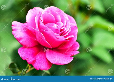 Blooming Pink Colored Roses In Garden Stock Photo Image Of Delicate