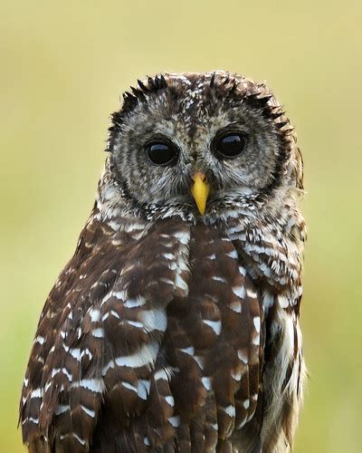 Barred Owl Strix Varia Taken At Dinner Island Ranch Wldl Flickr