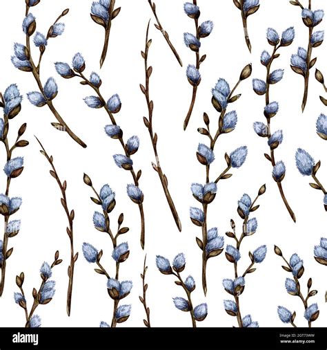 Watercolor Illustration Of Seamless Repeating Pattern Of Pussy Willow