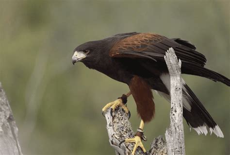 Harris S Hawk Guide Parabuteo Unicinctus Birding Insider