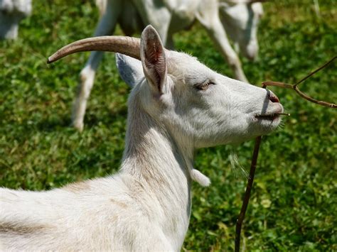 Žinduoliai Gyvūnai Gamta Veja žavus Nemokamos Nuotraukos