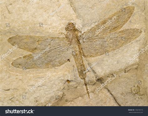 Insect Fossils Photos and Images & Pictures | Shutterstock