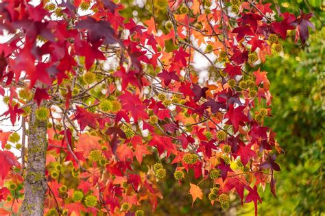 Bäume und Sträucher mit prachtvoller Herbstfärbung