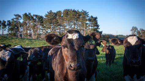 Dairy Farmers Rise To The Challenge Edairynews En