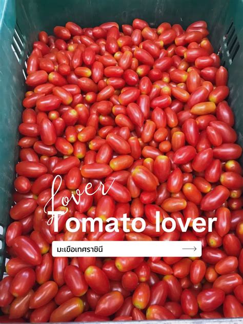 😊tomato Lover♥️ฉบับคนรักมะเขือเทศ♥️🍅 แกลเลอรีที่โพสต์โดย Momaysuchawadee Lemon8