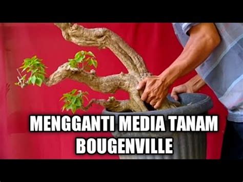 Cara Ganti Media Tanam Bugenvil Yang Baik Dan Benar Bouganvillea