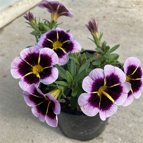 Calitastic Bordeaux Star Calibrachoa (Million Bells) – Southern Idaho