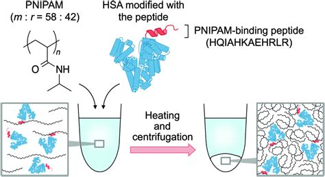 Affinity Based Thermoresponsive Precipitation Of Proteins Modified With